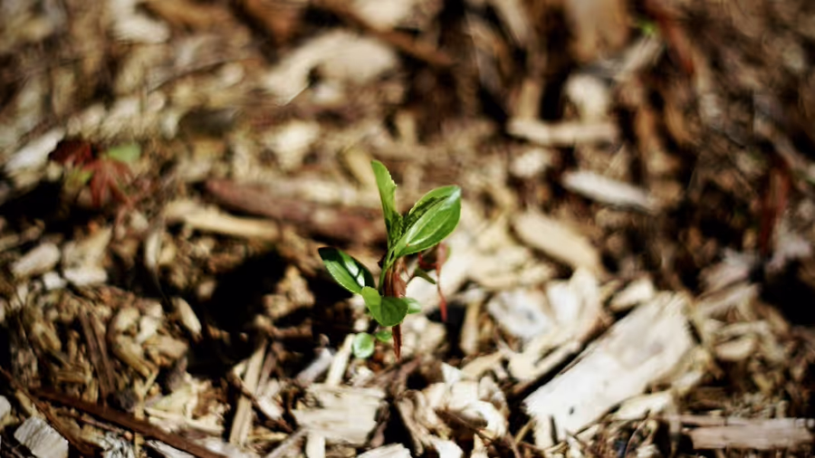 An image of a plant growing through some leaves.